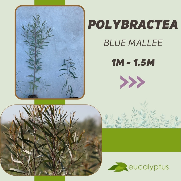 Ευκάλυπτος Polybractea Blue Mallee δενδρύλλιο 1m έως 1.5m