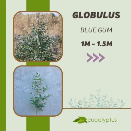 Ευκάλυπτος Globulus Blue Gum δενδρύλλιο 1m έως 1.5m