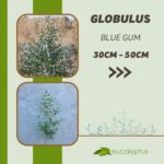 Ευκάλυπτος Globulus Blue Gum δενδρύλλιο 30cm έως 50cm