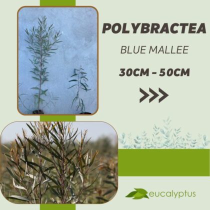 Ευκάλυπτος Polybractea Blue Mallee δενδρύλλιο 30cm έως 50cm