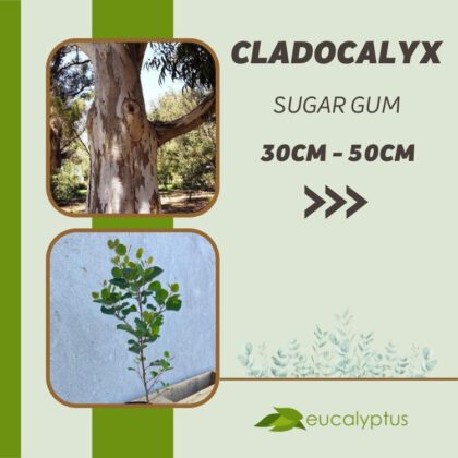 Ευκάλυπτος Cladocalyx Sugar Gum δενδρύλλιο 30cm έως 50cm