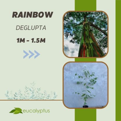 Ευκάλυπτος Rainbow Deglupta δενδρύλλιο 1m έως 1.5m