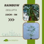 Ευκάλυπτος Rainbow Deglupta δενδρύλλιο 50cm έως 1m