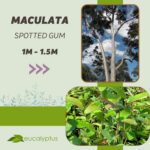 Ευκάλυπτος Maculata Spotted Gum δενδρύλλιο 1m έως 1.5m