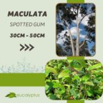 Ευκάλυπτος Maculata Spotted Gum δενδρύλλιο 30cm έως 50cm
