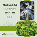 Ευκάλυπτος Maculata Spotted Gum δενδρύλλιο 50cm έως 1m