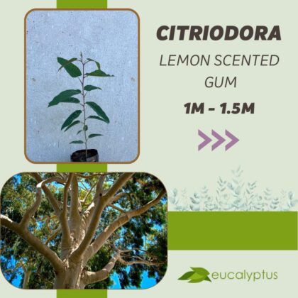 Ευκάλυπτος Citriodora Lemon Scented Gum δενδρύλλιο 1m έως 1.5m