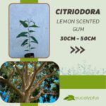 Ευκάλυπτος Citriodora Lemon Scented Gum δενδρύλλιο 30cm έως 50cm