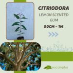 Ευκάλυπτος Citriodora Lemon Scented Gum δενδρύλλιο 50cm έως 1m