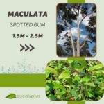 Ευκάλυπτος Maculata Spotted Gum δενδρύλλιο 1.5m έως 2.5m