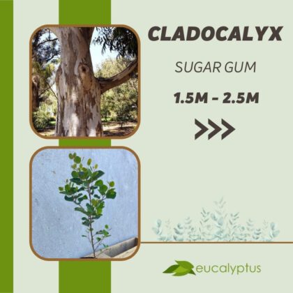 Ευκάλυπτος Cladocalyx Sugar Gum δενδρύλλιο 1.5m έως 2.5m
