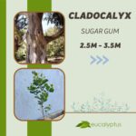 Ευκάλυπτος Cladocalyx Sugar Gum δενδρύλλιο 2.5m έως 3.5m