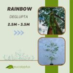 Ευκάλυπτος Rainbow Deglupta δενδρύλλιο 2.5m έως 3.5m