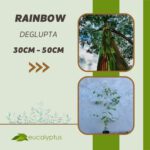 Ευκάλυπτος Rainbow Deglupta δενδρύλλιο 30cm έως 50cm
