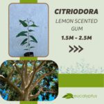 Ευκάλυπτος Citriodora Lemon Scented Gum δενδρύλλιο 1.5m έως 2.5m