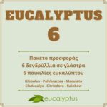 Πακέτο προσφοράς Eucalyptus. 6 δενδρύλλια σε γλάστρα με 6 διαφορετικές ποικιλίες ευκαλύπτου σε μοναδική τιμή με έκπτωση 30% στο συνολικό ποσό.